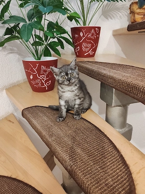 Britisch Kurzhaar Kitten reinrassig 