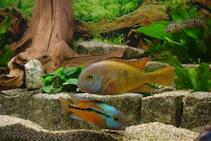 Buntbarsche Mittelamerika Cichlasoma Nicaraguense