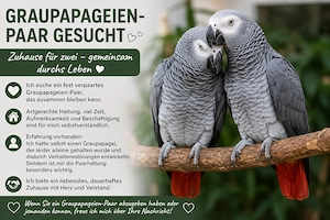 Graupapagei gesucht 