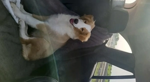 Collie Mädchen amerikanisch