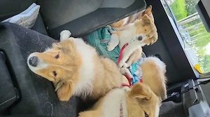 Collie Mädchen amerikanisch Bild 2