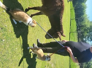 Collie Mädchen amerikanisch Bild 3