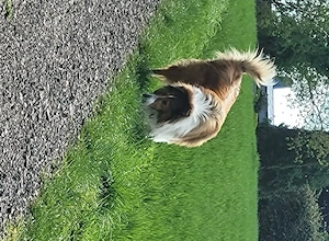 Collie Mädchen amerikanisch Bild 4