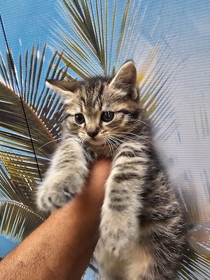 Süsse Baby Kater Angora Mix