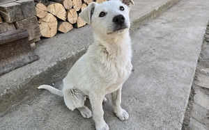 Wit - süßes Hundekind sucht Zuhause