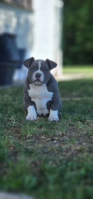 Wunderschönes American Bully Pocket Weibchen 