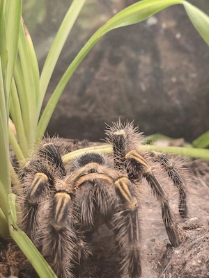 Grammostola pulchripes Goldknie Vogelspinne