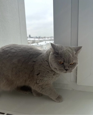 Zwei liebevolle katzen suchen ein neues Zuhause 