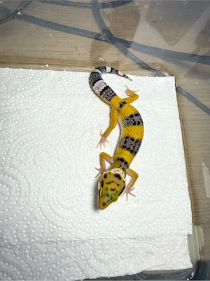 Leopardgecko's