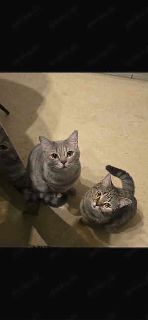 Nala und Ronny suchen ein neues zuhause 