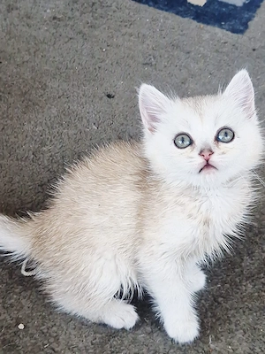 4 Süße Kitten suchen  ein liebevolles Zuhause ?