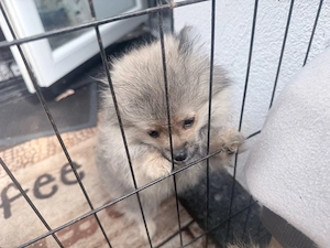 Baby Pomaranian weibchen & mänchen