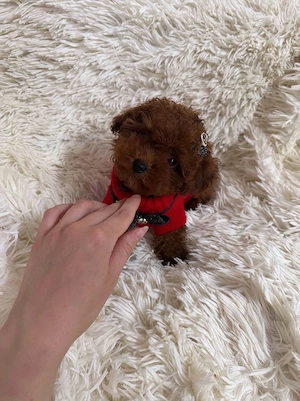 Teacup Toypudel Pudel Toy Red