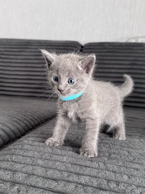 Kitten Russisch Blau