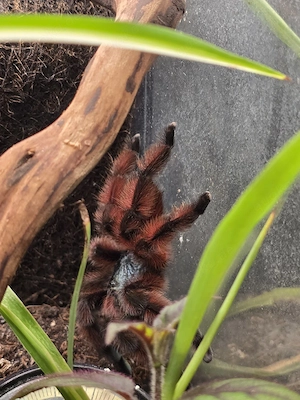 Martinique-Baumvogelspinne (Caribena versicolor)
