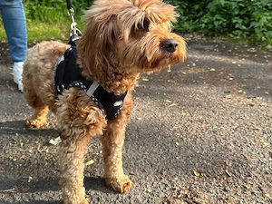 Maltipoo Weibchen 