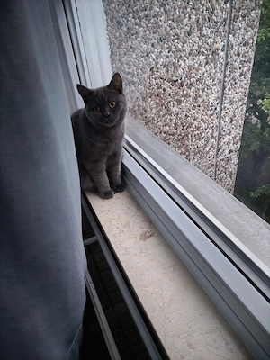 Ich bin Smokey  ein lieber blauer Wohnungskater, der ein neues Zuhause sucht