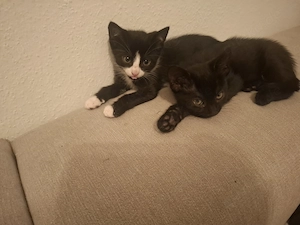 Kitte abzugeben 