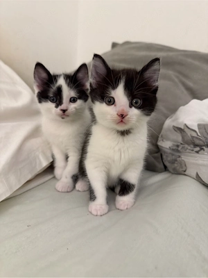 kitten abzugeben 