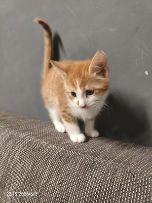    Süßes rot-weißes Katerchen sucht liebevolles Zuhause   