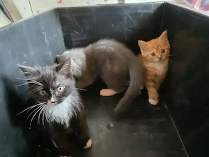Edel Mix Kitten