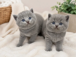 Britisch kurzhaar Kitten BKH Kätzchen 