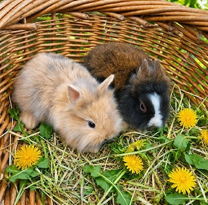 Zwergkaninchen Löwenköpfchen Kaninchen