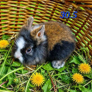 Zwergkaninchen Löwenköpfchen Kaninchen