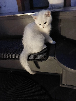 Bkh Kitten( Junge) Bild 4
