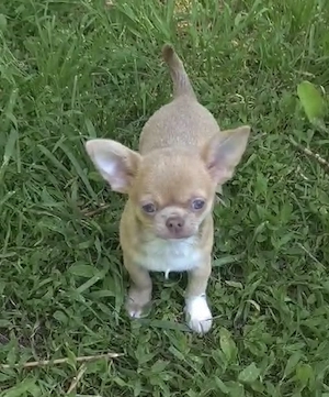 Chihuahua Junge