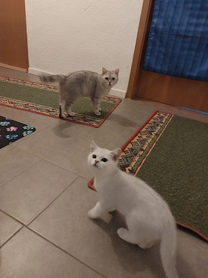 Bkh Kitten( Junge) Bild 5