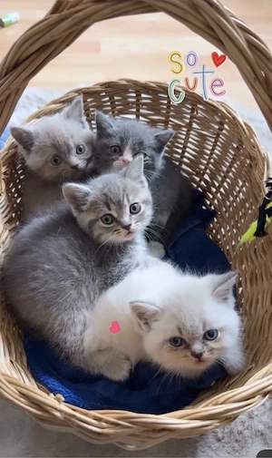 britisch kurzhaar katze 