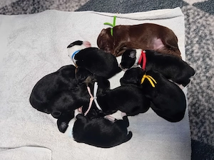 8 süße  kleine Mix Welpen suchen 0Dich und möchten jemanden glücklich machen 