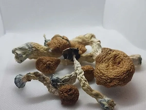 Goldie-Zauberpilze zu verkaufen. 