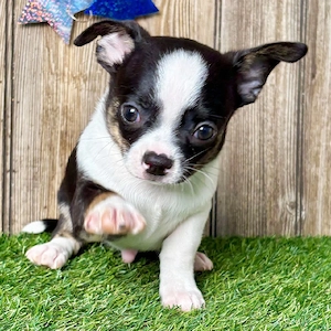 Niedliche und liebenswerte Chihuahua-Welpen, sowohl männliche als auch weibliche, suchen ein liebevo