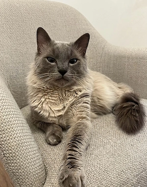 Heilige Birma - Deckkater - Kotenlos