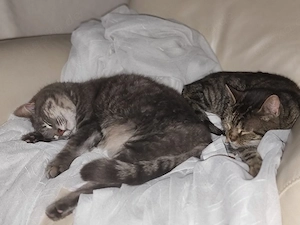 2 Fellnasen abzugeben 