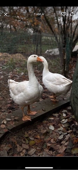 Deutsche Hausgänse & Pommern-Ganter - nur zusammen