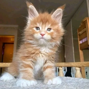 Entzückende reinrassige Maine-Coon-Kätzchen (männlich und weiblich)