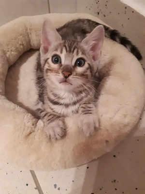Wunderschöne Bengal Kitten ( blue silver weibl.) mit Stammbaum