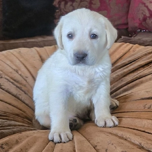 entzückende Labrador-Welpen (männlich und weiblich) suchen ein liebevolles Zuhause.