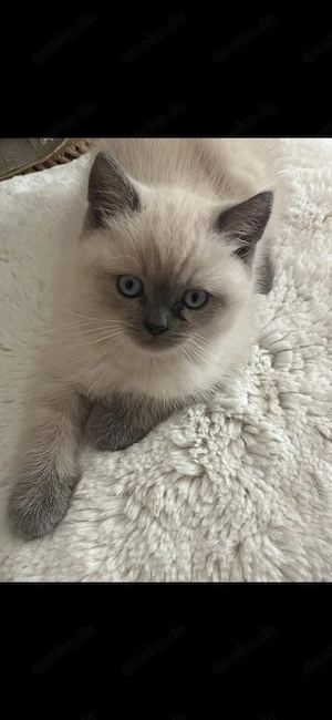 Britischkurzhaar kitten 