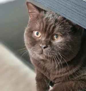Ab heute Abholung: Chocolate BKH Kater unkastriert
