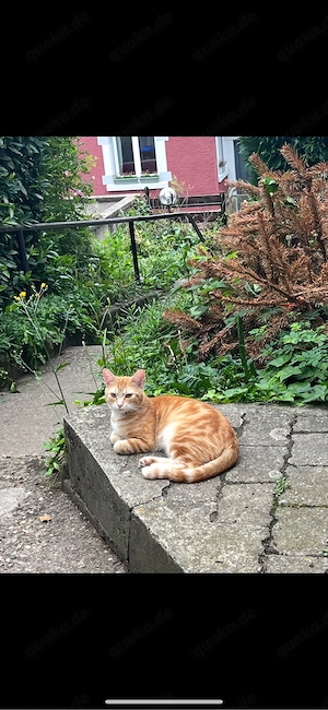 katze abzugeben 