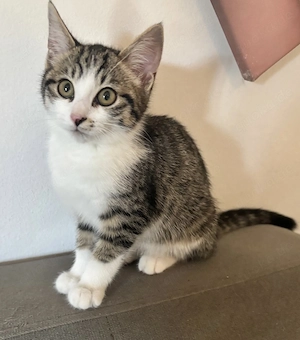 Liebevolle Katzenbabys suchen ein Zuhause
