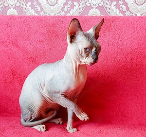 Wunderschöner Sphynx-Kater (Stuttgart)