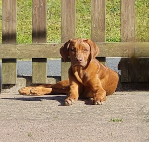 Rhodesian Ridgeback Welpen 