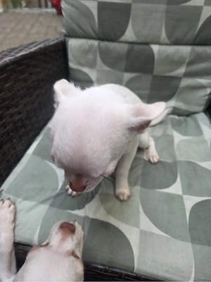 zwei chihuahua rüden suchen dich !
