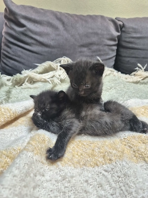 Kitten Russian blue Mix