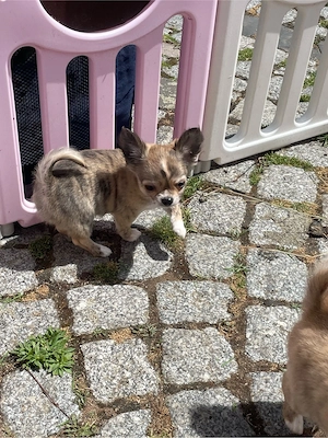 Chihuahua Welpe 11 Wochen ab sofort zum Auszug bereit